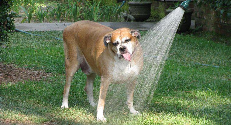 Combien de temps un chien peut-il rester sans eau ?