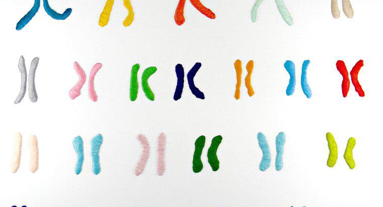 Quelle est la fonction des chromosomes ?