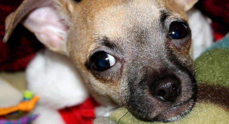 Quels sont les faits courants sur les chiots Chihuahua ?