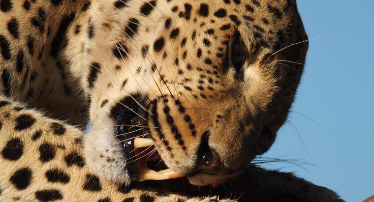 Combien mangent les léopards par jour ?