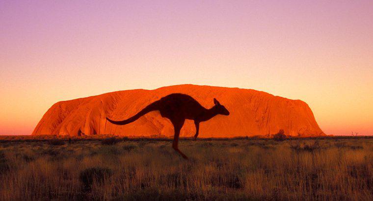 À quelle vitesse un kangourou peut-il courir ?