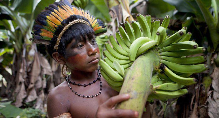 Quels fruits poussent dans la forêt amazonienne ?