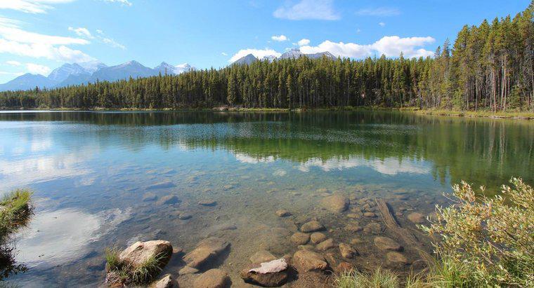 Quels sont les facteurs abiotiques et biotiques dans les lacs?