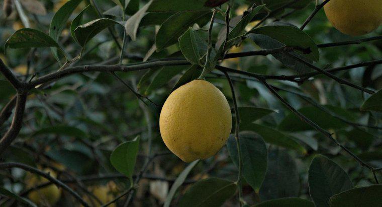 Combien de temps faut-il pour qu'un citronnier pousse et porte ses fruits ?