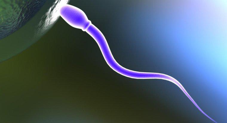 À quoi sert un spermatozoïde ?