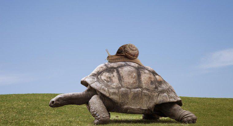 Comment les tortues se déplacent-elles ?