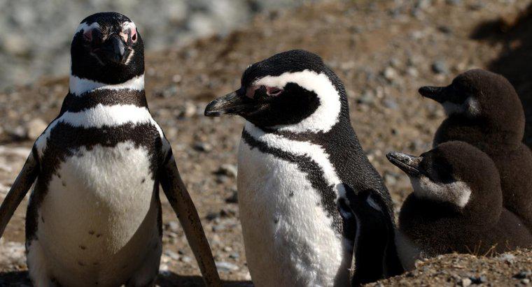 Les pingouins vivent-ils dans le biome de la toundra ?