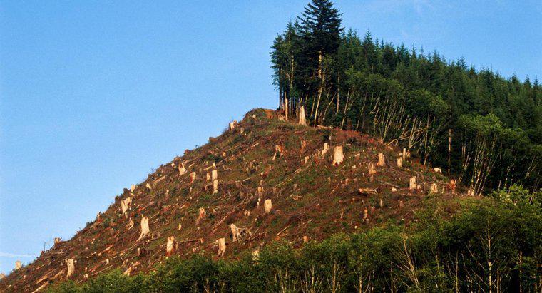 Quels sont les inconvénients de la déforestation ?