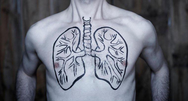 Les gens peuvent-ils vivre avec un seul poumon ?