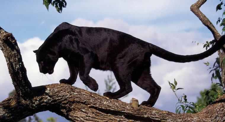 Où vivent les Black Panthers sauvages ?