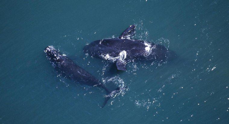 Les baleines s'accouplent-elles pour la vie ?