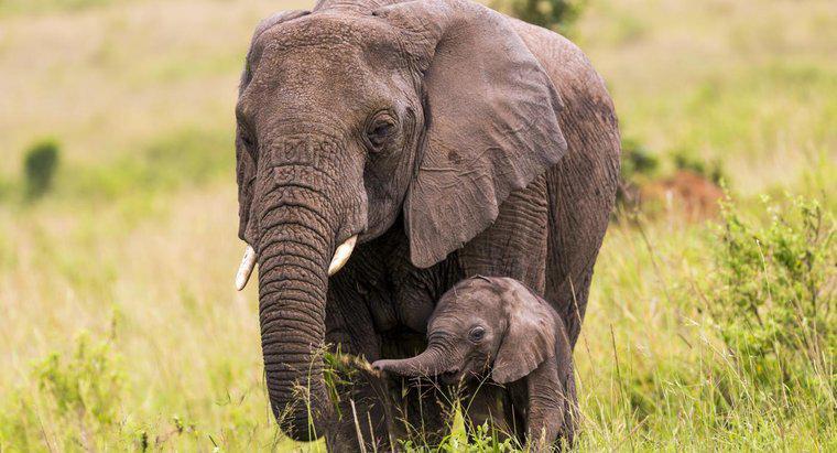 Comment s'appelle un bébé éléphant ?