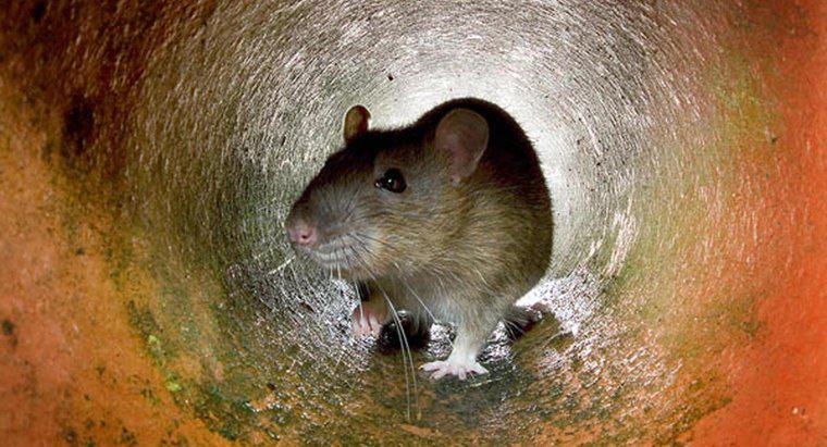Quel est le meilleur appât pour attraper un rat ?