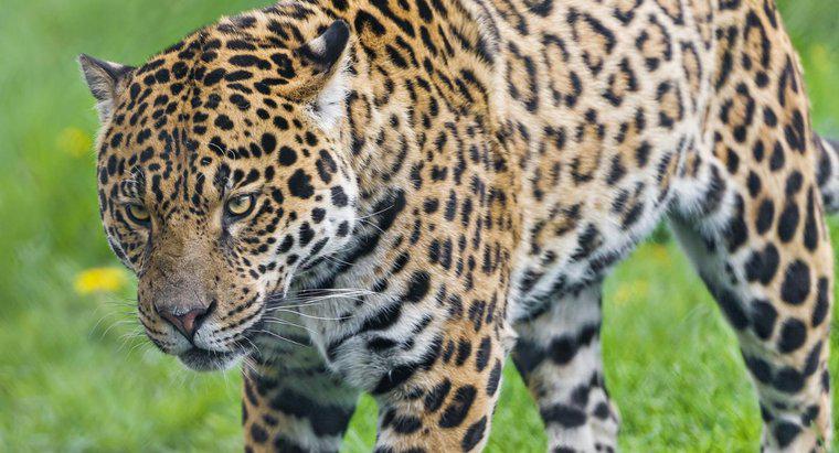 Dans quelles forêts tropicales vivent les jaguars ?