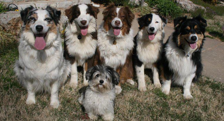 Comment s'appelle un groupe de chiens ?