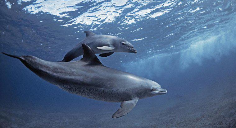Comment les dauphins utilisent-ils l'écholocalisation ?