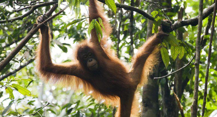 Comment les orangs-outans se protègent-ils ?