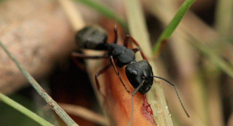 Comment s'appellent les petites fourmis noires ?
