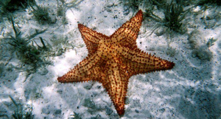À quel embranchement appartient une étoile de mer ?
