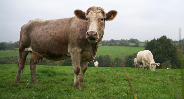 Quelles sont les caractéristiques d'une vache ?