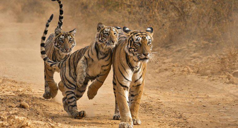 Quels sont les faits intéressants sur les tigres ?