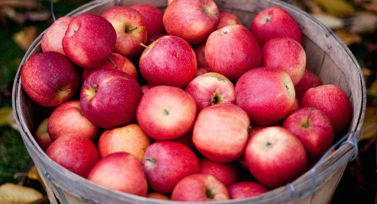 Combien de pommes faut-il pour créer 1 gallon de cidre de pomme ?