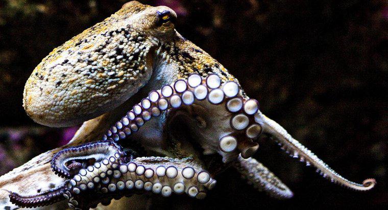 Qu'y a-t-il de plus intelligent, un calmar ou une pieuvre ?
