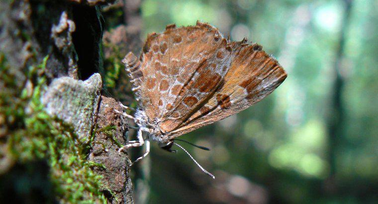 Existe-t-il des papillons carnivores ?