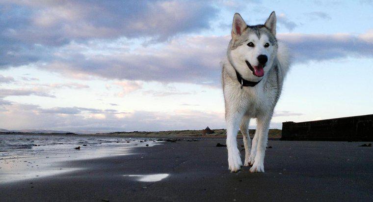 Quels sont les faits sur les huskies sibériens ?