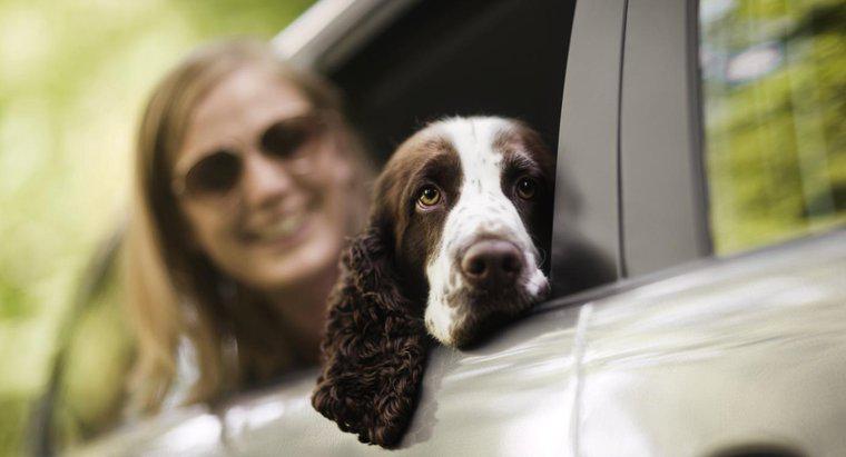 Existe-t-il des puces GPS pour chiens ?