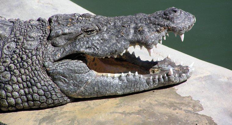 Quelle est la taille d'une bouche de crocodile ?