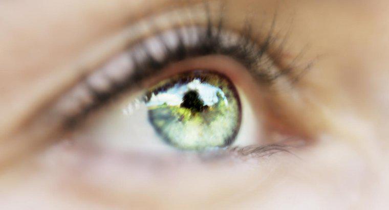 Qu'est-ce qui régule la quantité de lumière entrant dans l'œil ?
