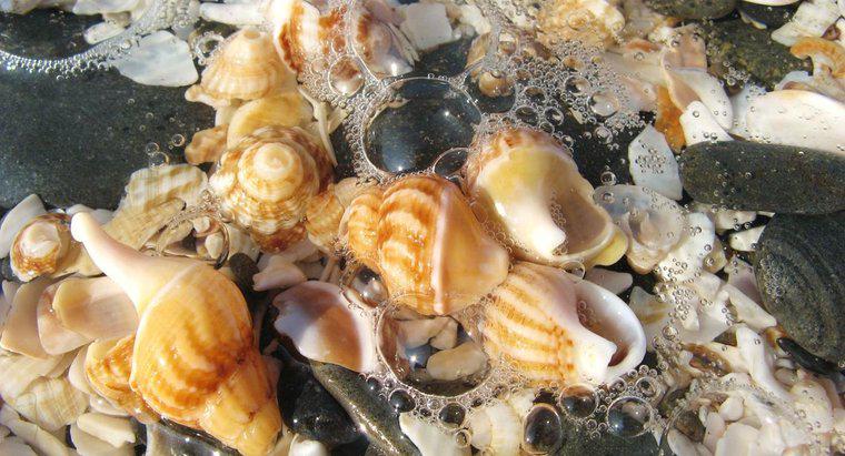 Quelles sont les meilleures plages pour la collecte de coquillages ?