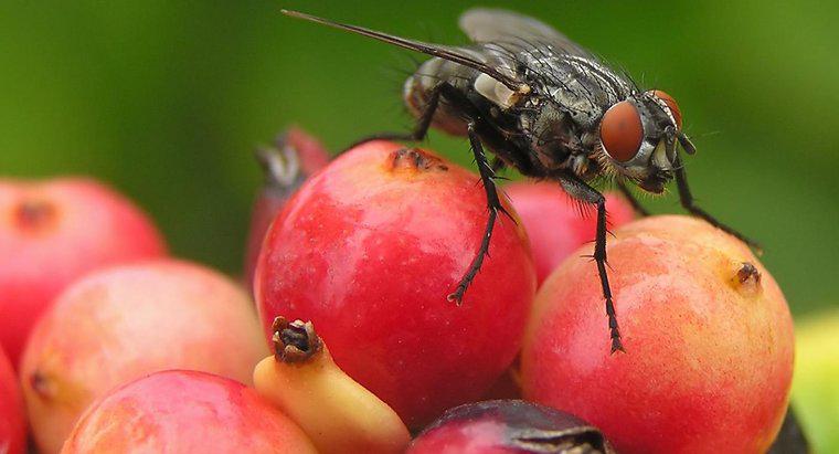Quels sont les petits insectes volants noirs ?