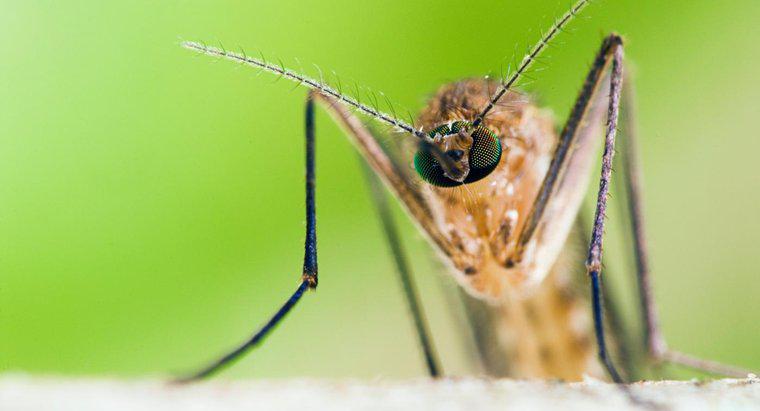 Que fait le moustique mâle ?