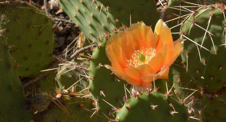Où se déroule la photosynthèse dans un cactus ?