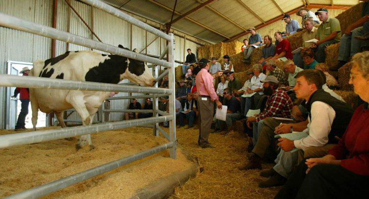 Le bétail est-il la seule chose vendue dans une grange de vente de bétail ?