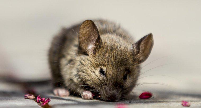 Comment utiliser l'huile de menthe poivrée pour éliminer les souris d'une maison ?
