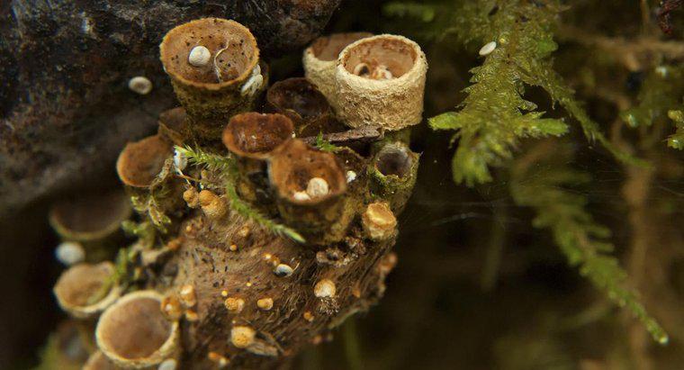 Quelles sont les caractéristiques des champignons ?