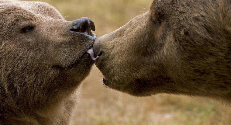 Quel animal a le meilleur sens de l'odorat ?