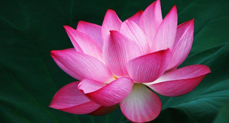 Que symbolise la fleur de lotus ?