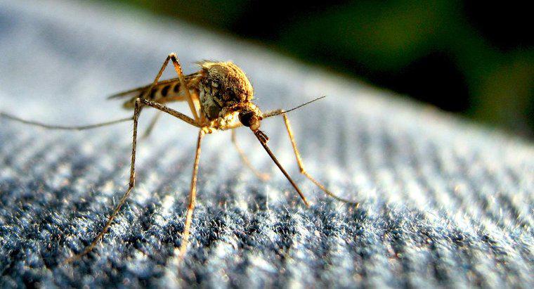 Quelle est la durée de vie d'un moustique ?