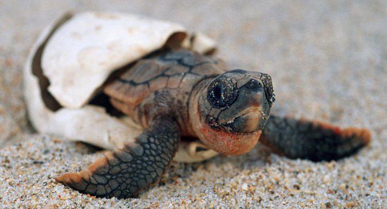 Combien de temps les tortues restent-elles enceintes ?