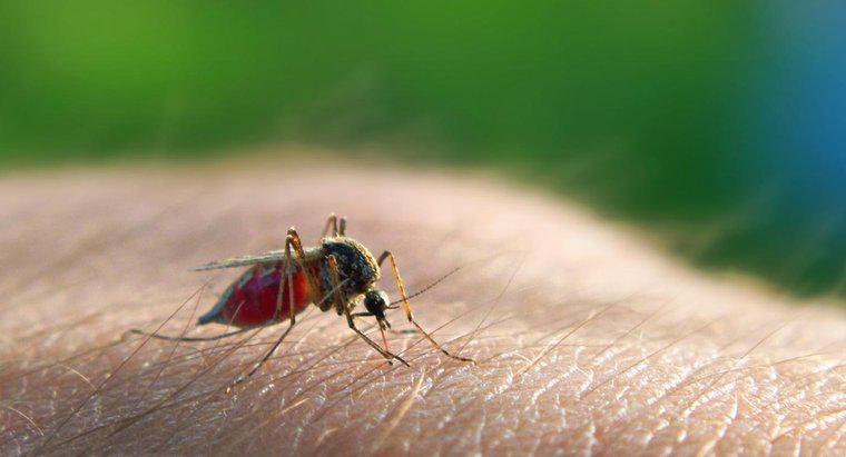 Comment le paludisme se transmet-il ?