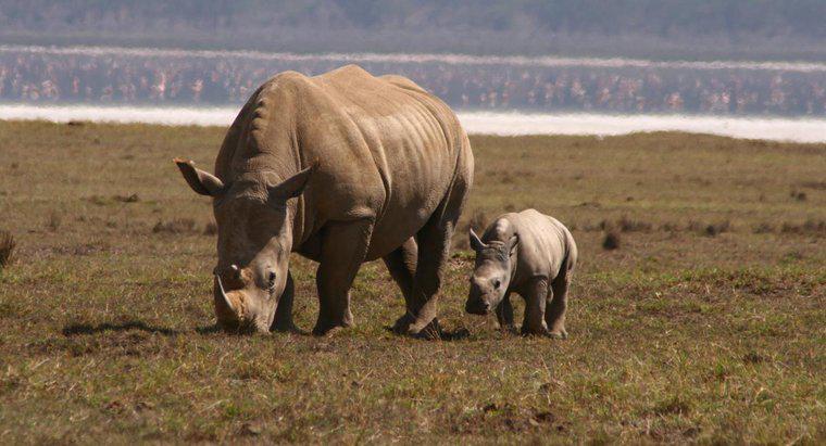 Comment s'appelle un bébé rhinocéros ?