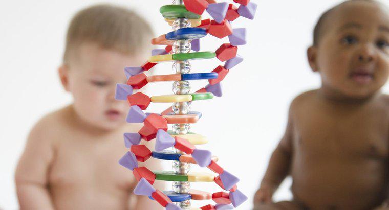 Qu'est-ce que le matériel génétique?