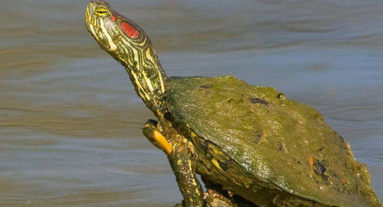 Comment prendre soin d'une tortue peinte du Sud ?