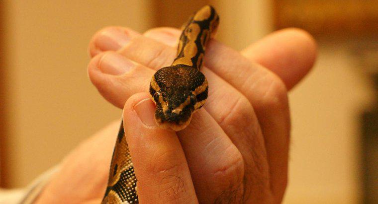 Quels sont les faits intéressants sur les pythons boules ?