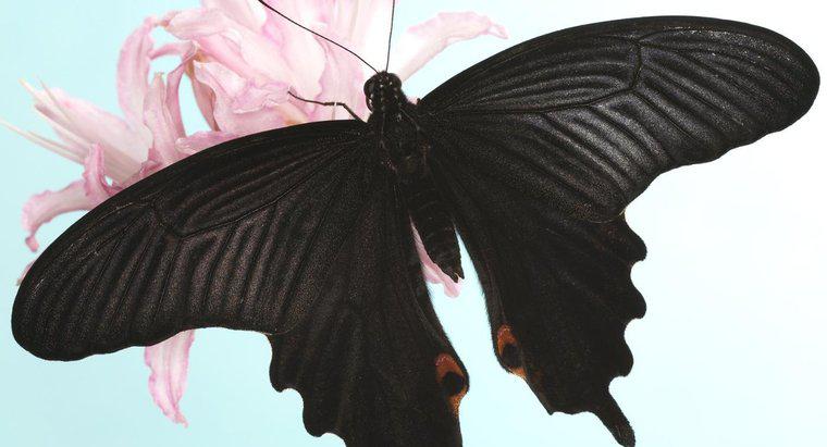 Que symbolise un papillon noir ?