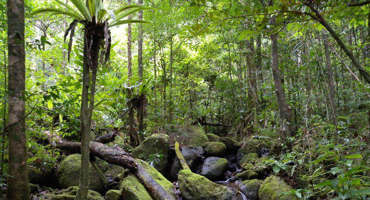 Combien d'espèces animales vivent dans la forêt tropicale ?